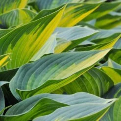 Hosta 'June' -Planticaa Sales Store x600 30023