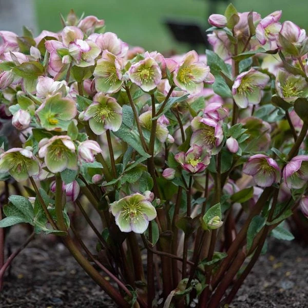 Helleborus Frostkiss® Glenda's Gloss® 3 Helleborus Frostkiss® Glenda's Gloss®