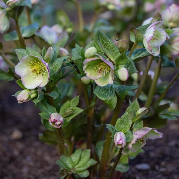Helleborus Frostkiss® Glenda's Gloss® 4 Helleborus Frostkiss® Glenda's Gloss® - Image 2