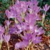 Colchicum 'Giant' -Planticaa Sales Store x600 30041