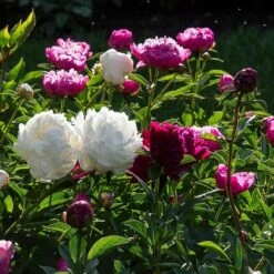 Old-Time Peony Collection -Planticaa Sales Store x600 30085