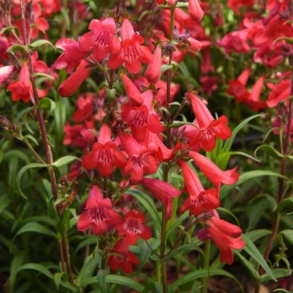 Penstemon Quartz® Red 4 Penstemon Quartz® Red - Image 2