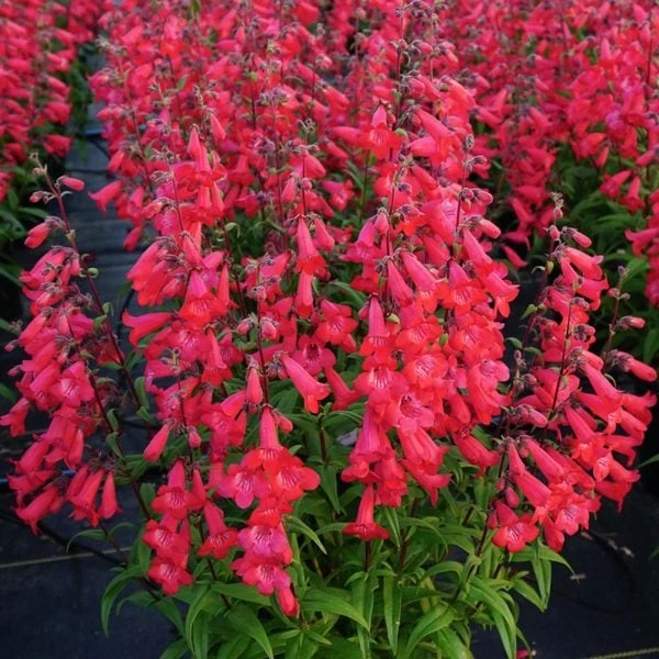 Penstemon Quartz® Red 5 Penstemon Quartz® Red - Image 3