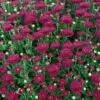 Chrysanthemum 'Cool Igloo' -Planticaa Sales Store x600 30233