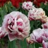 Tulip 'Pistache' -Planticaa Sales Store x600 30251