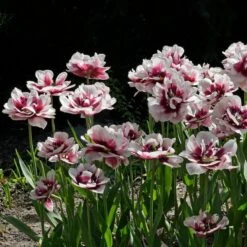 Tulip 'Pistache' -Planticaa Sales Store x600 30253