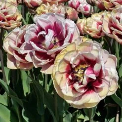 Tulip 'Pistache' -Planticaa Sales Store x600 30254