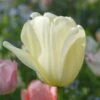 Tulip 'Ivory Floradale' -Planticaa Sales Store x600 30348