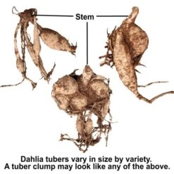 The Karma Dahlia Collection - 4 Tubers -Planticaa Sales Store x600 30637