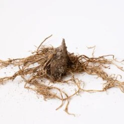 Collaboration For Part Shade For The North - Daffodils & Hosta