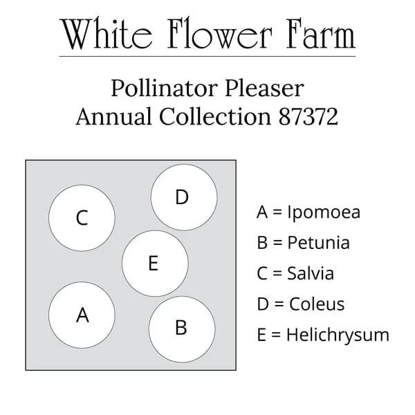 Pollinator Pleaser Annual Collection 9 Pollinator Pleaser Annual Collection - Image 7