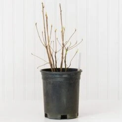 Azalea 'Northern Hi-Lights' 7 Azalea 'Northern Hi-Lights' -Planticaa Sales Store x600 30684