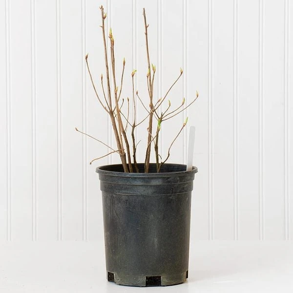 Azalea 'Northern Hi-Lights' 5 Azalea 'Northern Hi-Lights' - Image 3