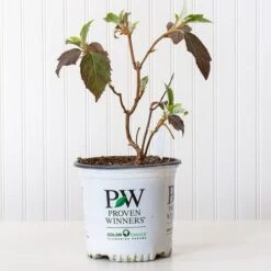 Hydrangea Quercifolia Gatsby Gal® -Planticaa Sales Store x600 30692