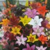 Bold Colors Asiatic Lily Mix