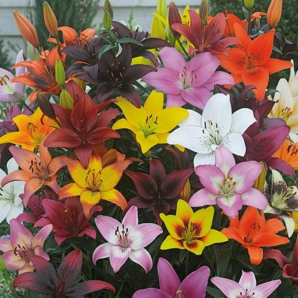 Bold Colors Asiatic Lily Mix 3 Bold Colors Asiatic Lily Mix