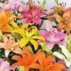 Lilium Pastel Shades Mix For Naturalizing 1 Lilium Pastel Shades Mix For Naturalizing -Planticaa Sales Store x600 30698