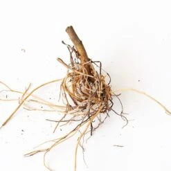 Aster X Frikartii 'Mönch' 8 Aster X Frikartii 'Mönch' -Planticaa Sales Store x600 30707