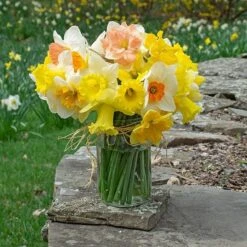 The Works Daffodil Mix -Planticaa Sales Store x600 30773