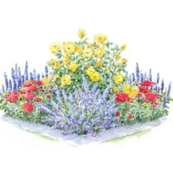 Perfumed Pageant Rose & Perennial Garden -Planticaa Sales Store x600 30785