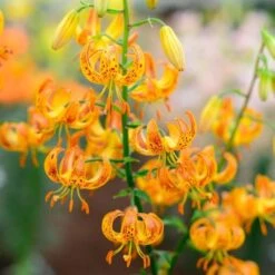 Lilium 'Sunny Morning' -Planticaa Sales Store x600 30799