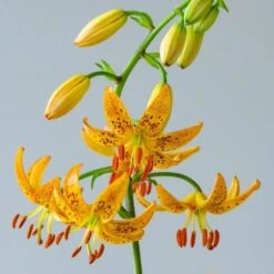 Lilium 'Sunny Morning' -Planticaa Sales Store x600 30801