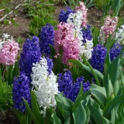 Hyacinthus May Day Bouquet Mix -Planticaa Sales Store x600 30851
