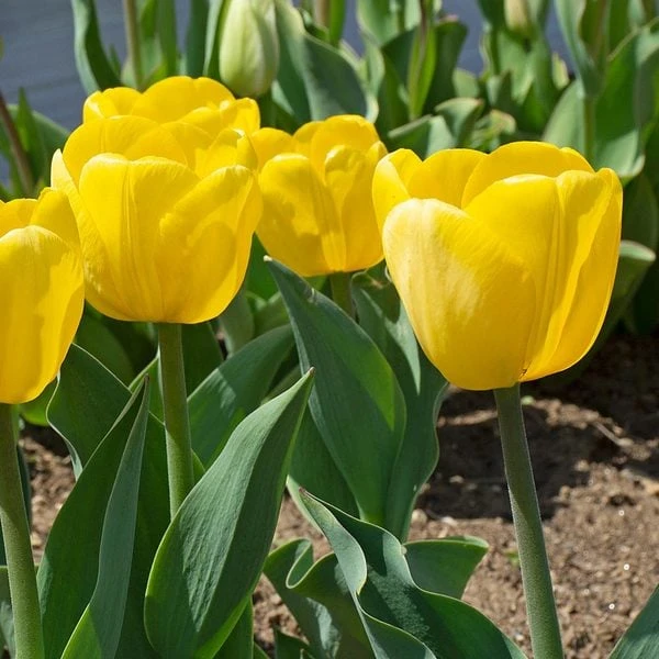White Flower Farm Yellow Perennial Tulip 5 White Flower Farm Yellow Perennial Tulip - Image 3