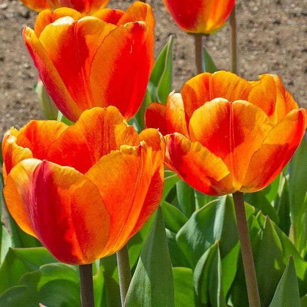 White Flower Farm Red-and-Yellow Perennial Tulip 3 White Flower Farm Red-and-Yellow Perennial Tulip