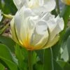 Tulip 'Exotic Emperor' 1 Tulip 'Exotic Emperor' -Planticaa Sales Store x600 30857