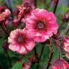 Geum Tempo™ Rose -Planticaa Sales Store x600 30979