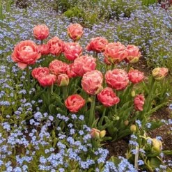 Tulip 'Copper Image' -Planticaa Sales Store x600 31073