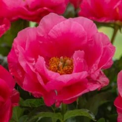 Peony 'Paula Fay' -Planticaa Sales Store x600 31182