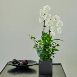 White Dendrobium Orchid Garden In 5" Ceramic Cachepot -Planticaa Sales Store x600 31209