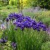 Iris Sibirica 'Caesar's Brother' -Planticaa Sales Store x600 31210