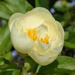 Peony 'Lemon Chiffon' -Planticaa Sales Store x600 31214