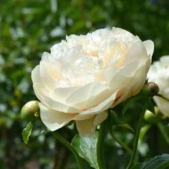 Peony 'Pastelegance' -Planticaa Sales Store x600 31216