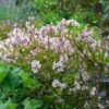 Deutzia Yuki Cherry Blossom® -Planticaa Sales Store x600 31223