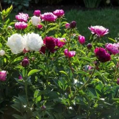 Old-Time Peony Collection -Planticaa Sales Store x600 31242