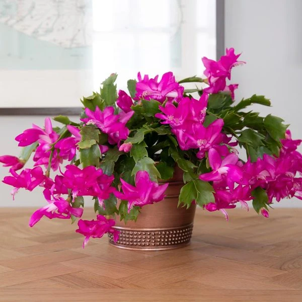 Pink Holiday Cactus In Copper-toned Cachepot 4 Pink Holiday Cactus In Copper-toned Cachepot - Image 2