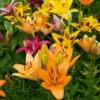 Lilium Naturalizing Mix -Planticaa Sales Store x600 31437