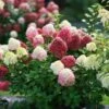 Hydrangea Paniculata Little Lime Punch® 2 Hydrangea Paniculata Little Lime Punch® -Planticaa Sales Store x600 31486