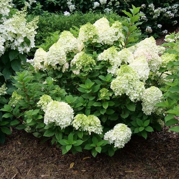 Hydrangea Paniculata Little Lime Punch® 4 Hydrangea Paniculata Little Lime Punch® - Image 2