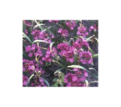 A Big Mix Of Little Alliums -Planticaa Sales Store x600 3156