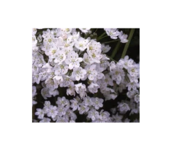 A Big Mix Of Little Alliums -Planticaa Sales Store x600 3158