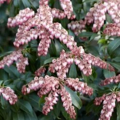 Pieris Japonica 'Katsura' -Planticaa Sales Store x600 31737
