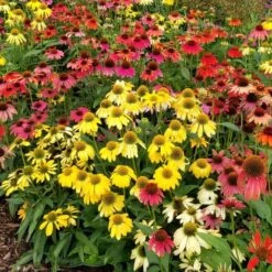 Echinacea 'Cheyenne Spirit' 9 Echinacea 'Cheyenne Spirit' -Planticaa Sales Store x600 31739