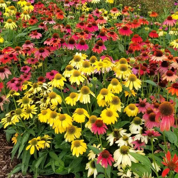 Echinacea 'Cheyenne Spirit' 6 Echinacea 'Cheyenne Spirit' - Image 4
