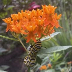 Asclepias Tuberosa 10 Asclepias Tuberosa -Planticaa Sales Store x600 31941