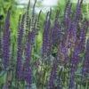 Salvia Nemorosa 'Caradonna' -Planticaa Sales Store x600 32373